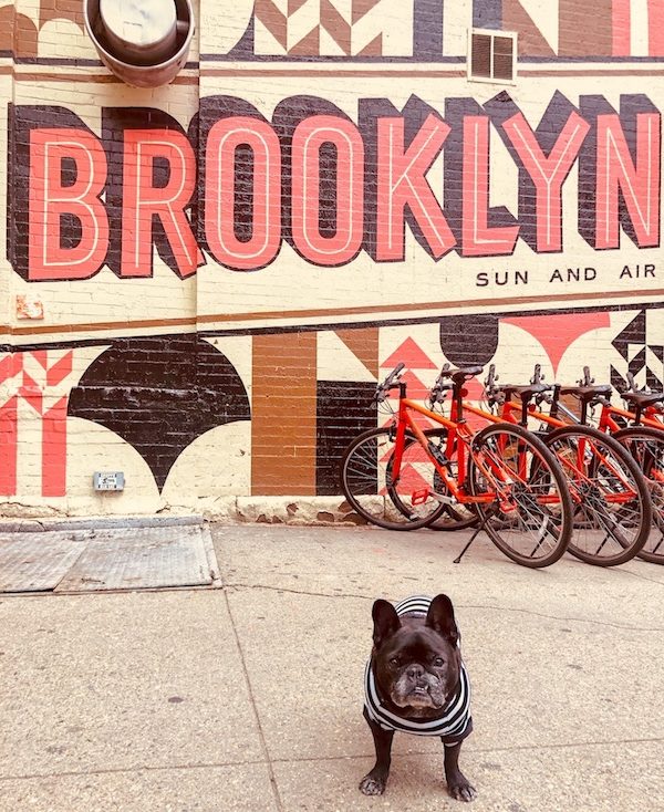 A pack of diverse dog breeds sharing a taco feast at the park